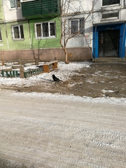 Corvus corone