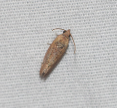 Cryptophlebia illepida