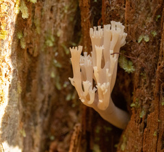 Artomyces piperatus