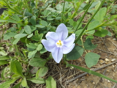 Nemastylis geminiflora