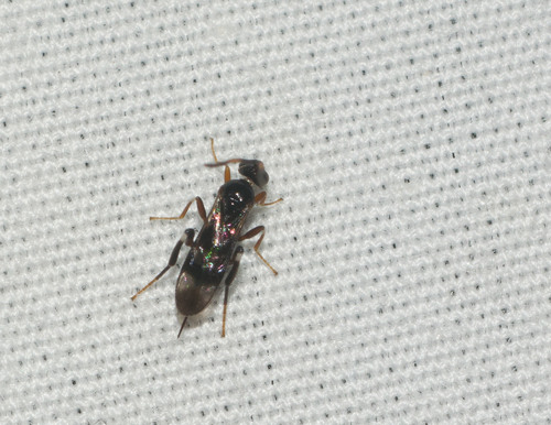Apanteles trifasciatus observed 2021-11-26