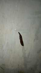 Haemadipsa zeylanica