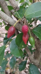 Murraya omphalocarpa