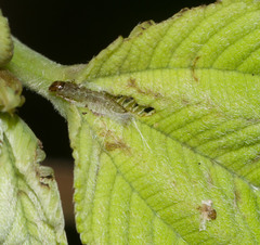 Spheterista infaustana