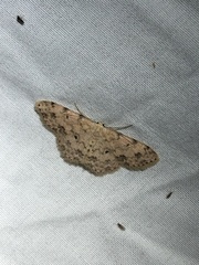 Scopula plantagenaria