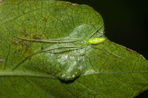 Tetragnatha tantalus