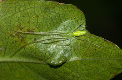 Tetragnatha tantalus