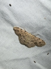 Scopula plantagenaria