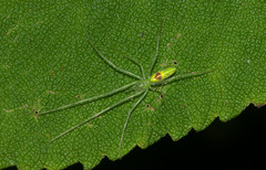 Tetragnatha polychromata