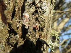 Arthonia cinnabarina