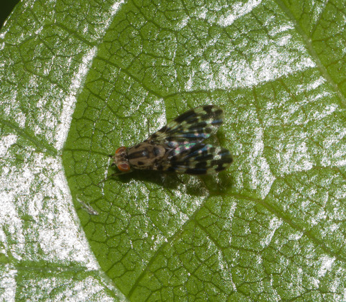Drosophila crucigera, 2021-11-26