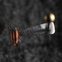 Anthocomus equestris