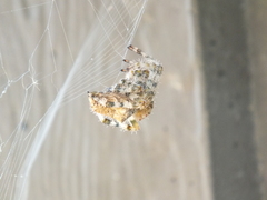 Araneus illaudatus