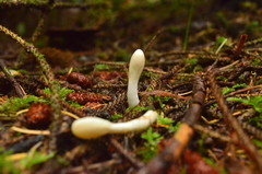 Trichoderma leucopus