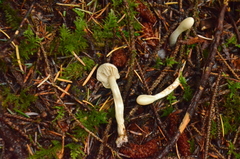 Trichoderma leucopus