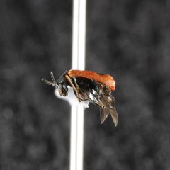 Anthocomus equestris