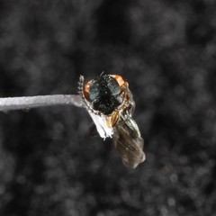 Anthocomus equestris