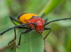 Purpuricenus laetus