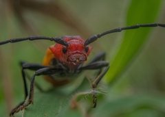 Purpuricenus laetus