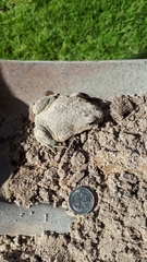 Limnodynastes dumerilii dumerilii