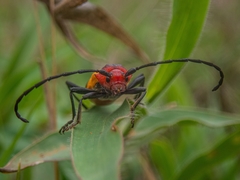 Purpuricenus laetus