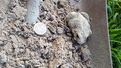 Limnodynastes dumerilii dumerilii