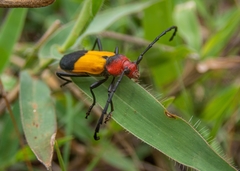 Purpuricenus laetus