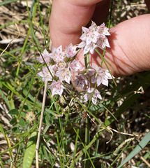 Allium drummondii