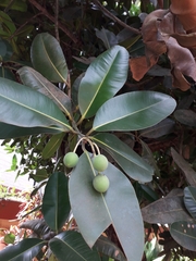 Calophyllum inophyllum