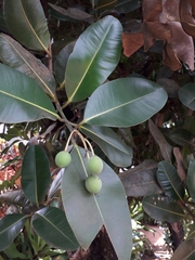 Calophyllum inophyllum