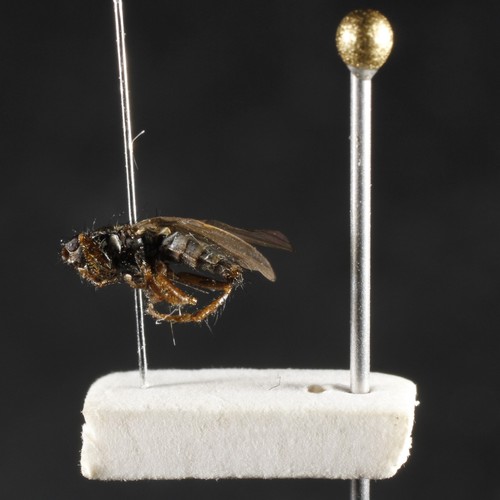 Black Kelp Fly photo 5