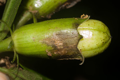 Hibiscus arnottianus
