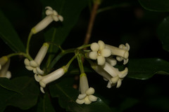 Pittosporum glabrum