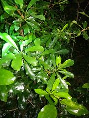 Pittosporum glabrum