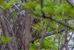 Glaucidium capense