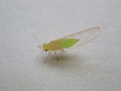 Powellia schefflericola