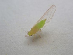 Powellia schefflericola