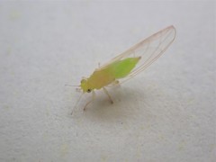 Powellia schefflericola