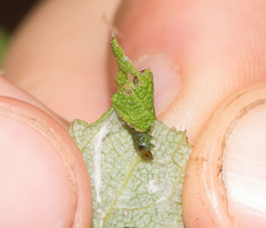 Spheterista infaustana