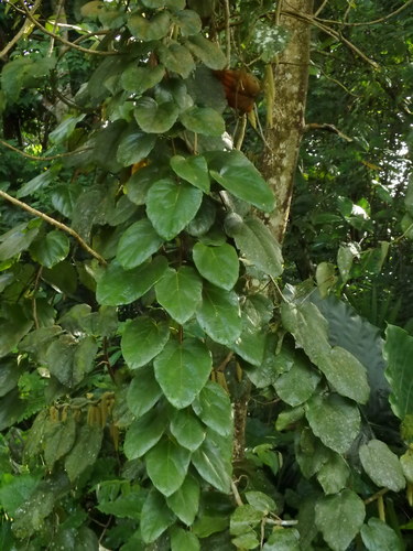 Phytocrene bracteata, photograph 2