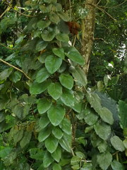 Samuel Lee, CC BY, iNaturalist via GBIF Phytocrene bracteata, photograph Samuel Lee, CC BY, iNaturalist via GBIF