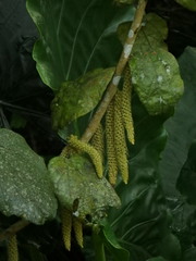Samuel Lee, CC BY, iNaturalist via GBIF Phytocrene bracteata, photograph Samuel Lee, CC BY, iNaturalist via GBIF