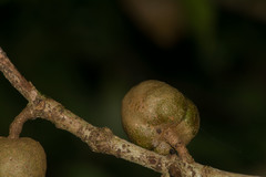 Pittosporum glabrum