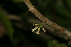 Pittosporum glabrum