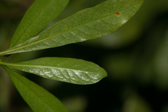 Pittosporum glabrum