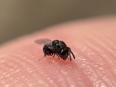 Perilampus chrysopae