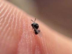 Perilampus chrysopae