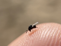 Perilampus chrysopae