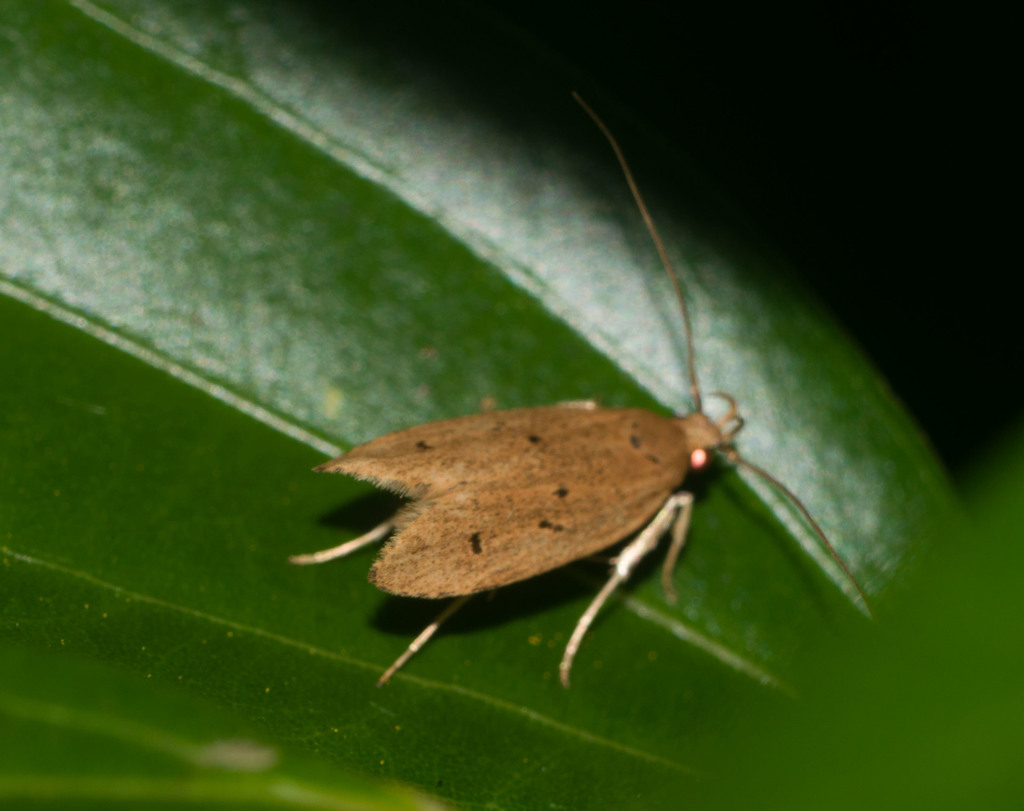 Hyposmocoma cryptogamiella