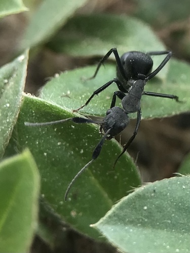 Camponotus compressiscapusCamponotus compressiscapus